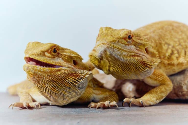 Scopri la guida completa alla cura del drago barbuto, con consigli dettagliati su alimentazione, habitat e prevenzione delle malattie, per garantire al tuo rettile benessere e longevità.