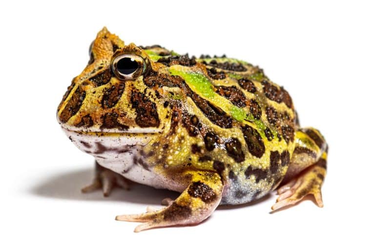 Consigli utili per allevare le rane in cattività.