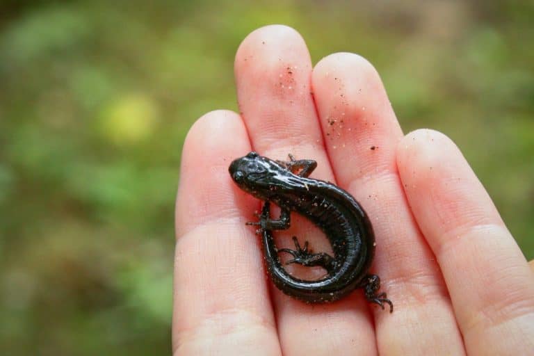Le salamandre possiedono un'abilità straordinaria: la rigenerazione completa delle zampe e di altri tessuti del corpo.