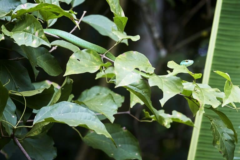 Scopri le straordinarie tecniche di mimetizzazione dei serpenti, evolute per nascondersi dai predatori e cacciare con successo. Colori, pattern e inganno sono le loro armi segrete.