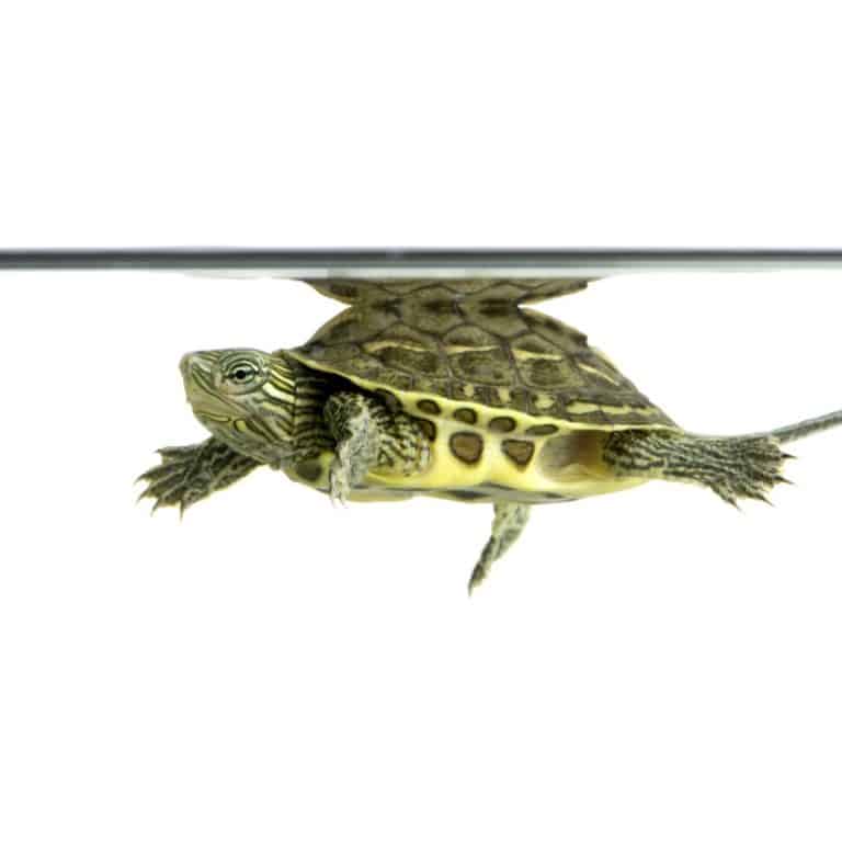 Scopri le migliori specie di tartarughe d'acqua per principianti in Italia. Informazioni su habitat, alimentazione e manutenzione per iniziare nel modo giusto.