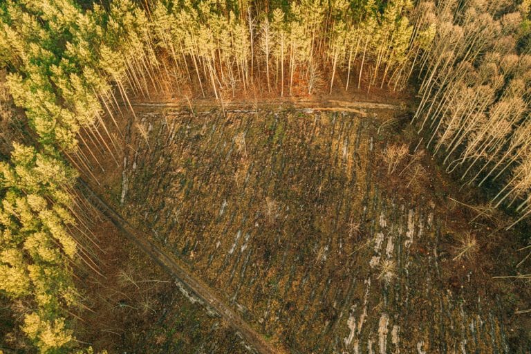 La deforestazione sta avendo conseguenze drammatiche sulla biodiversità mondiale, in particolare sui rettili. Scopri come la perdita di habitat sta minacciando queste specie.