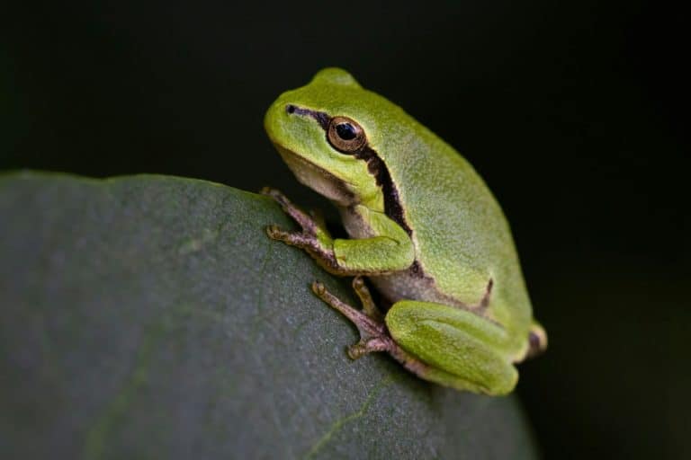 Le rane cambiano colore per adattarsi all'ambiente, comunicare e regolare la loro temperatura. Scopri perché e come avviene questo fenomeno straordinario.