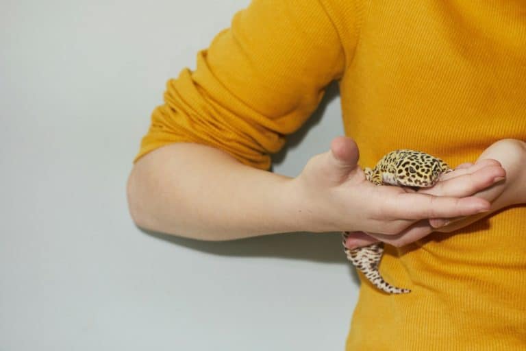 I rettili stanno diventando sempre più popolari come animali domestici. Ma quali sono i rettili più facili da allevare?
