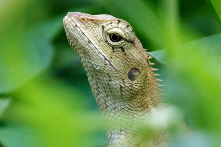 Scoperta una nuova specie di iguana in Cina: Calotes wangi. Scopri le caratteristiche uniche di questa lucertola e le implicazioni per la biodiversità asiatica.