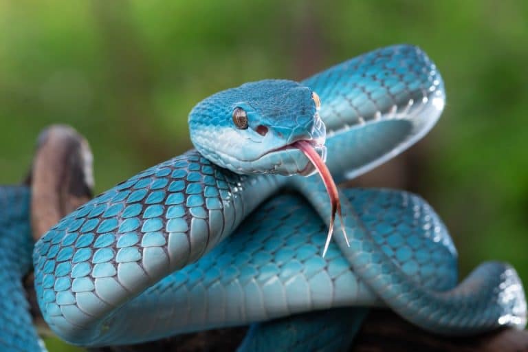 Curiosità che non conosci sui serpenti
