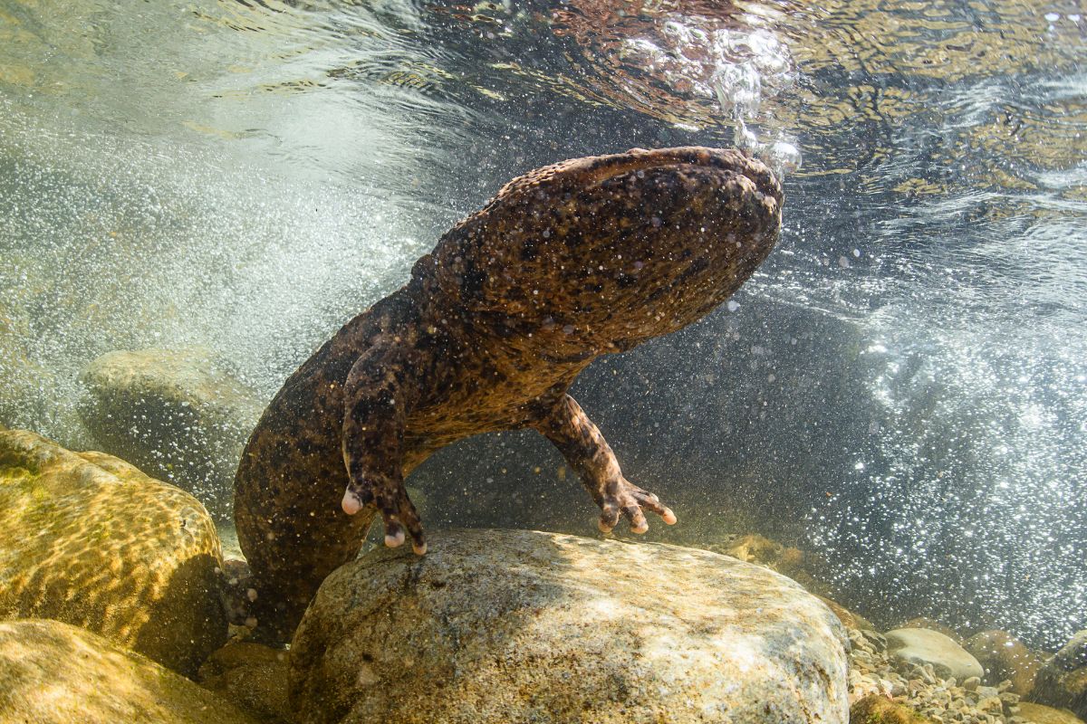 Salamandra gigante del Giappone