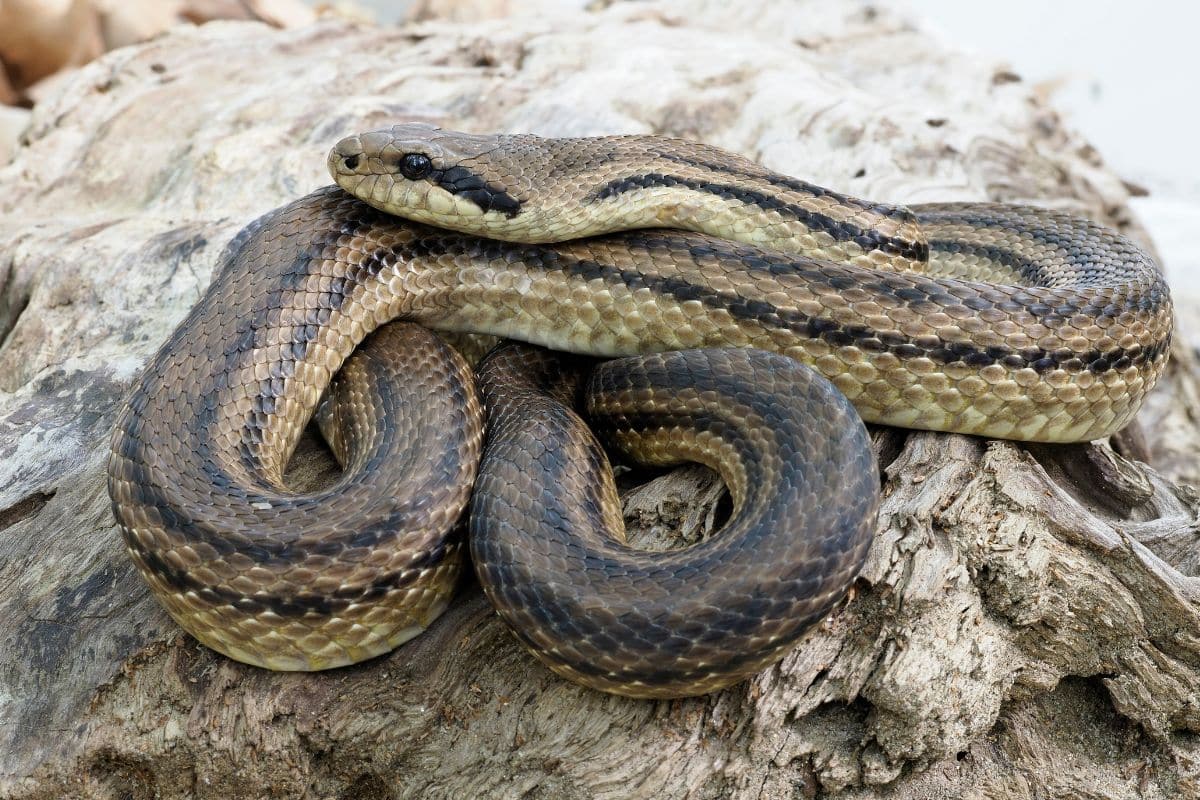 Serpente Cervone
