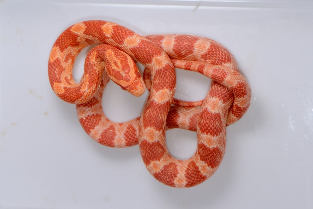 Serpente del grano