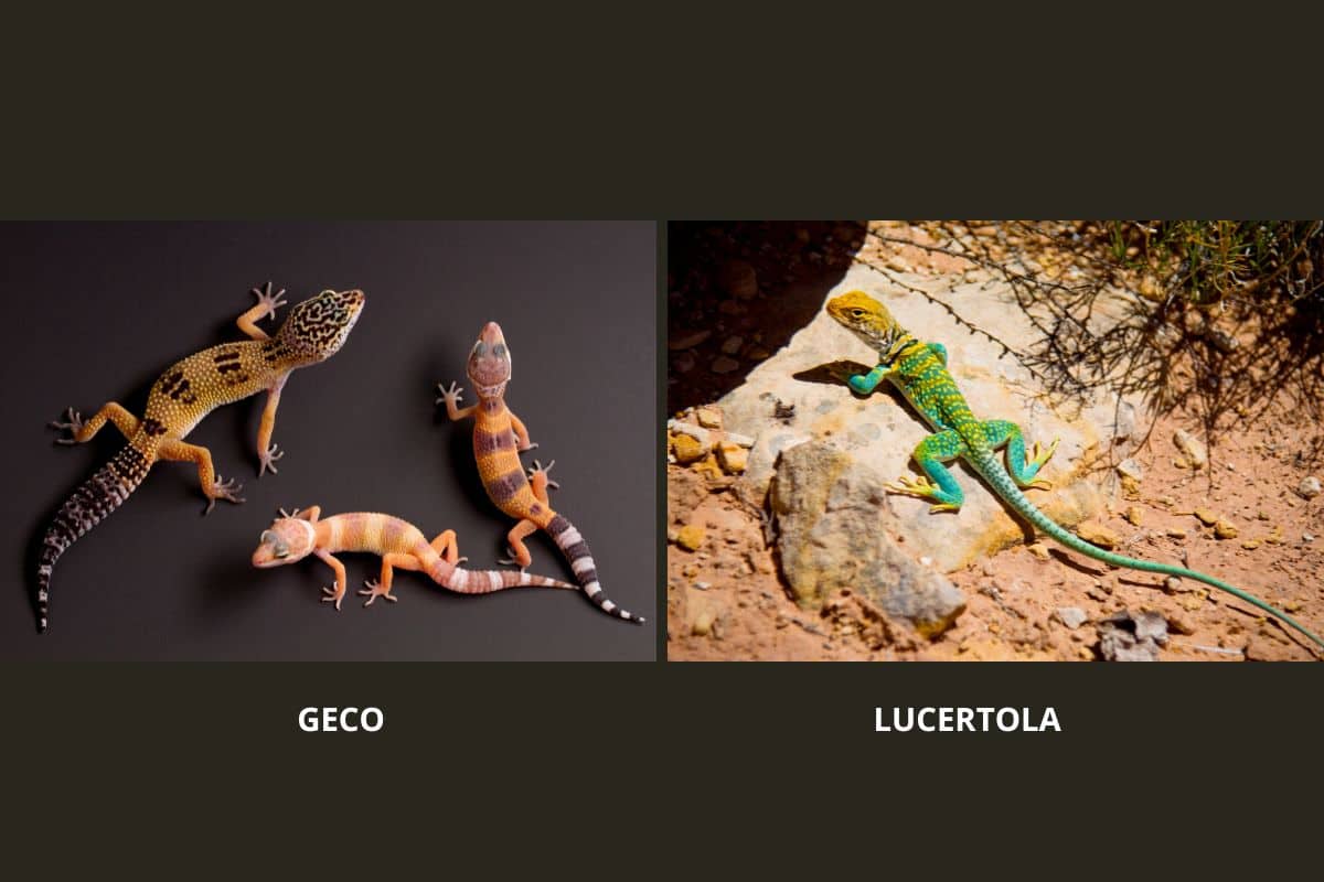 Differenza tra geco e lucertola