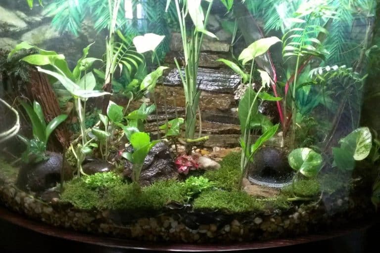 Allestire un terrario per rane