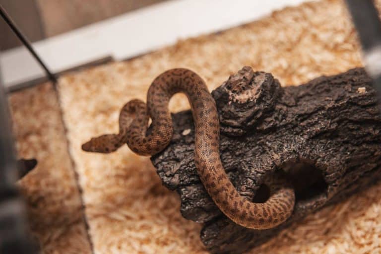 Serpente domestico come prenderse cura