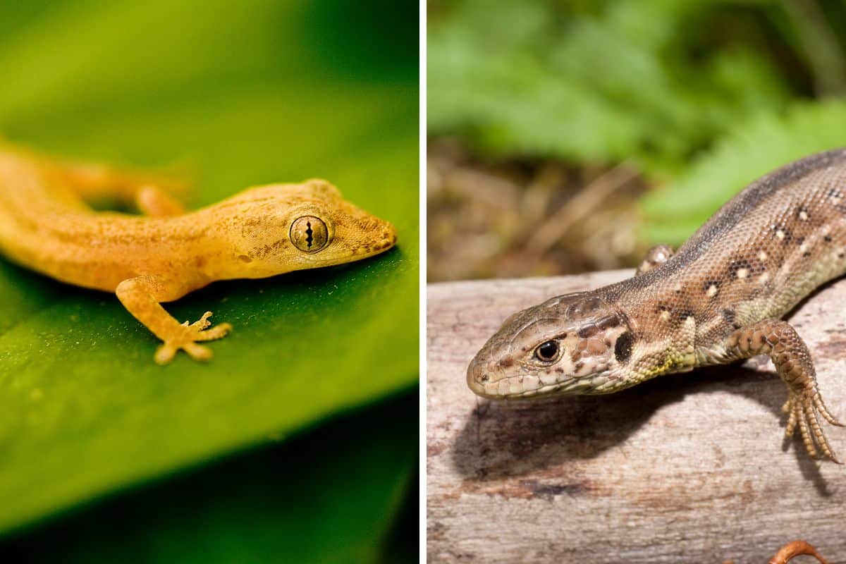caratteristiche delle differenza tra geco e lucertola
