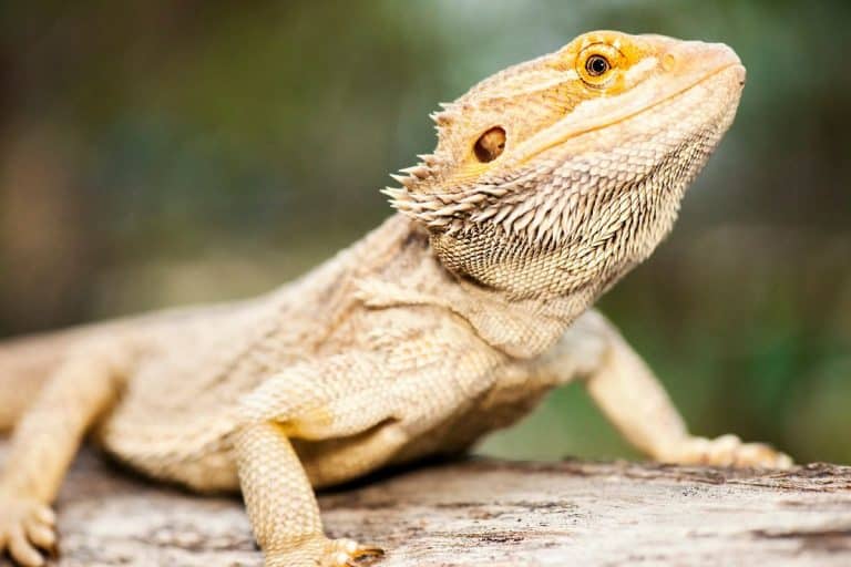 Sesso del drago barbuto