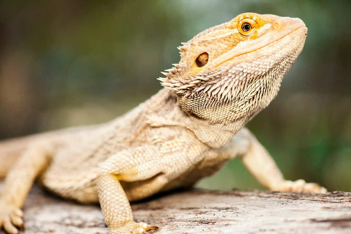 Sesso del drago barbuto