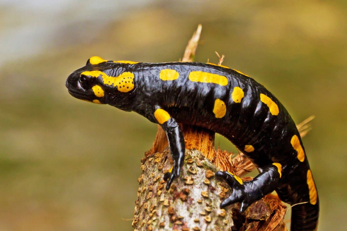 Salamandre negli habitat insoliti