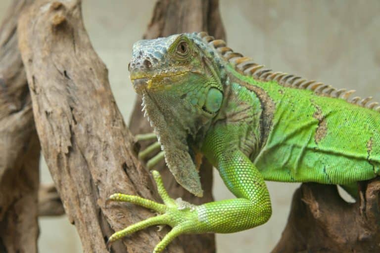 Terrari per iguane