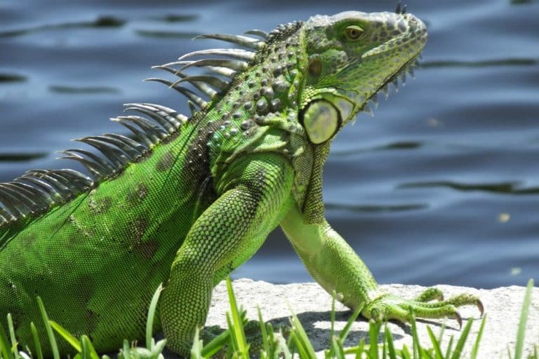La giusta alimentazione per le iguana verdi