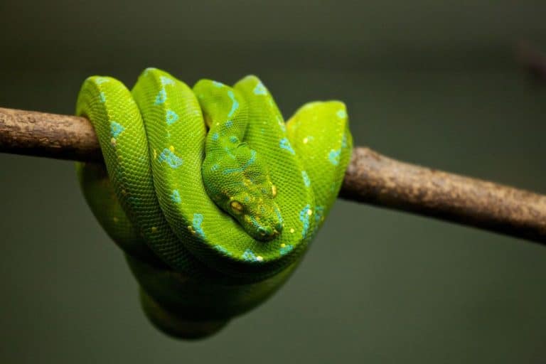 Dalla nascita alla maturità dei serpenti