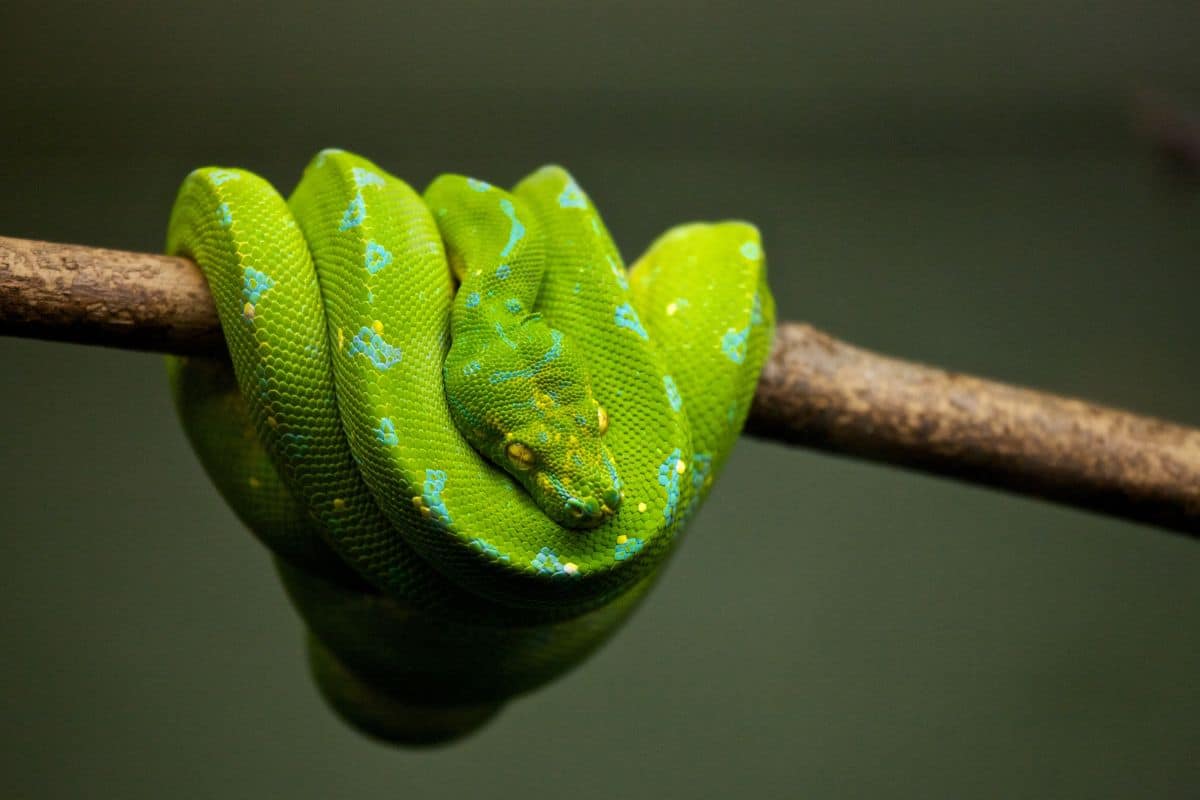 Dalla nascita alla maturità dei serpenti