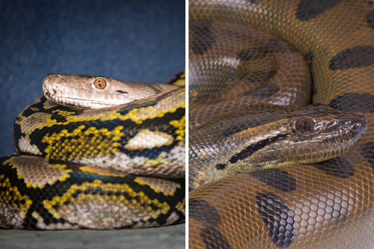 serpente più grande del mondo