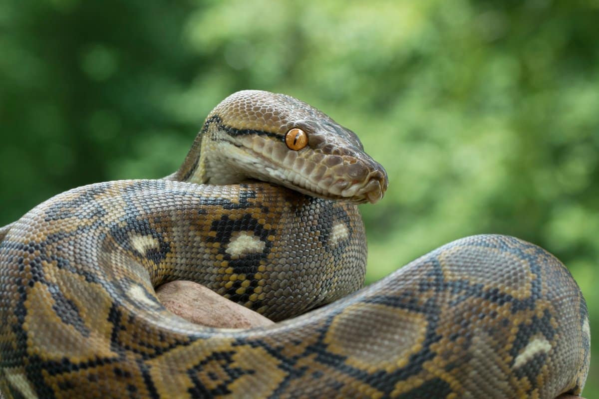 Il serpente più grande del mondo