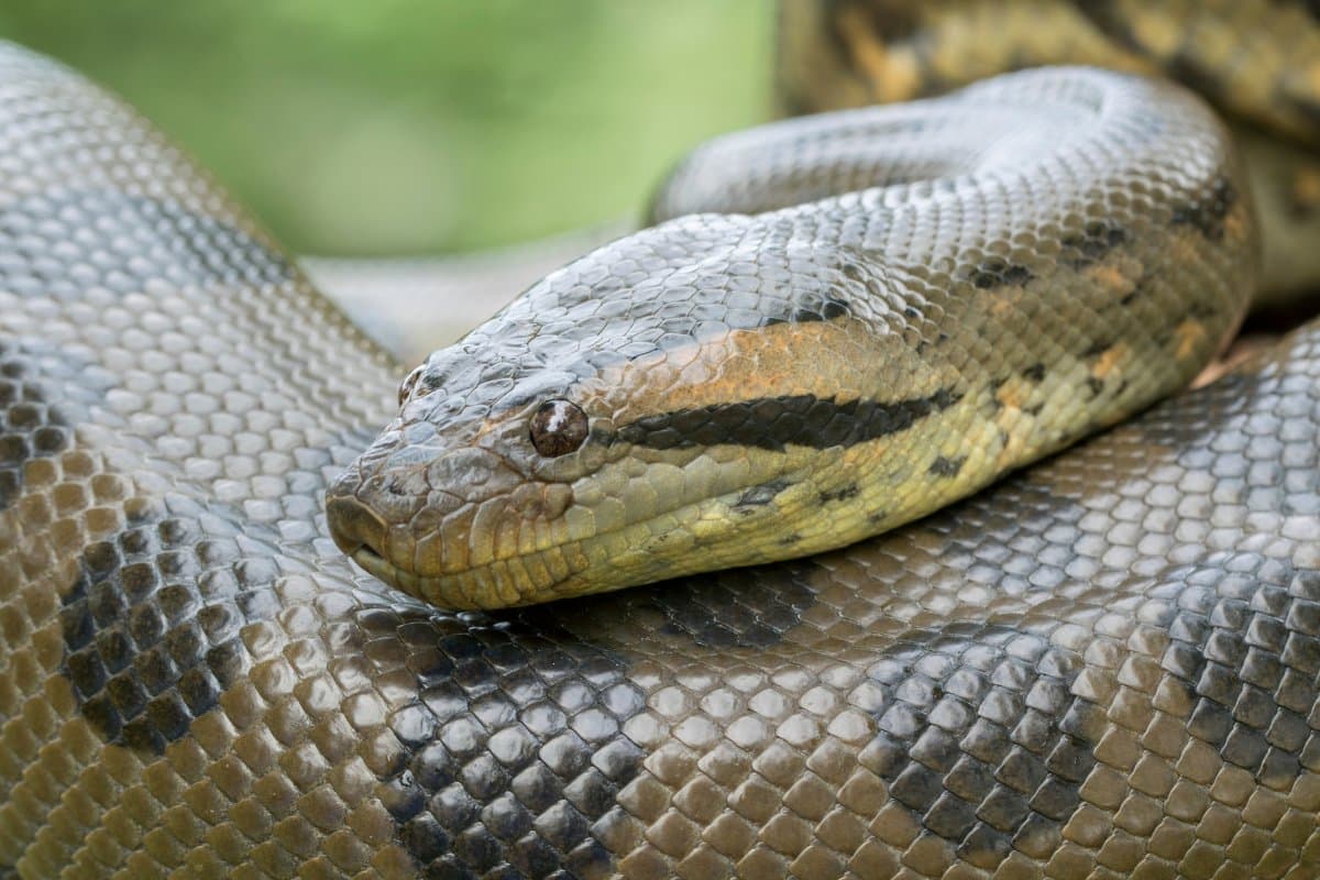 serpente più grande del mondo