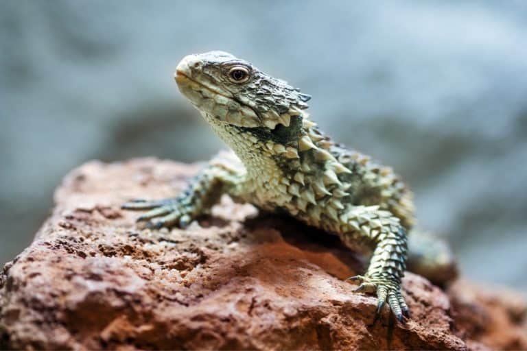 come si difende la lucertola armadillo