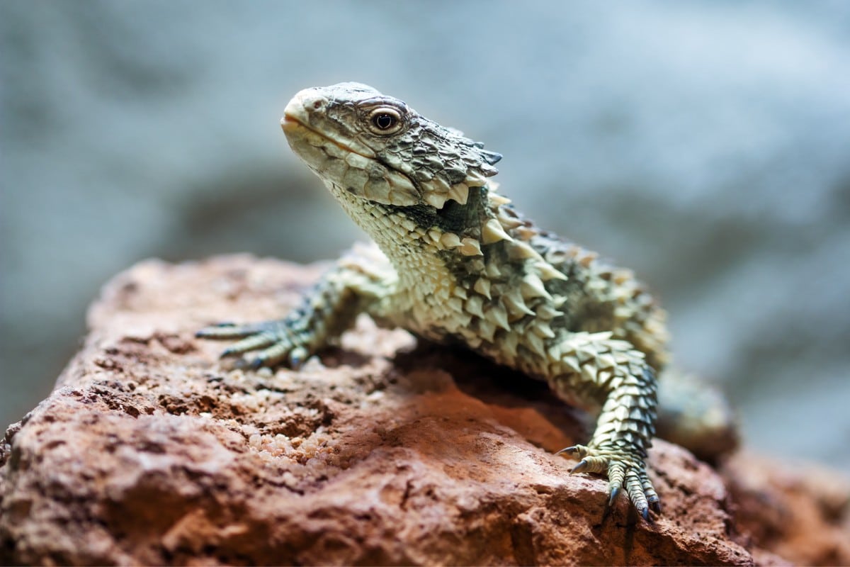come si difende la lucertola armadillo