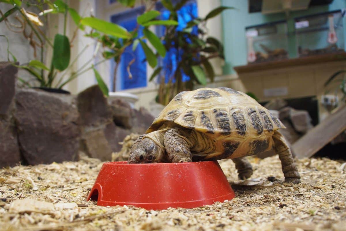 Come bevono le tartarughe di terra