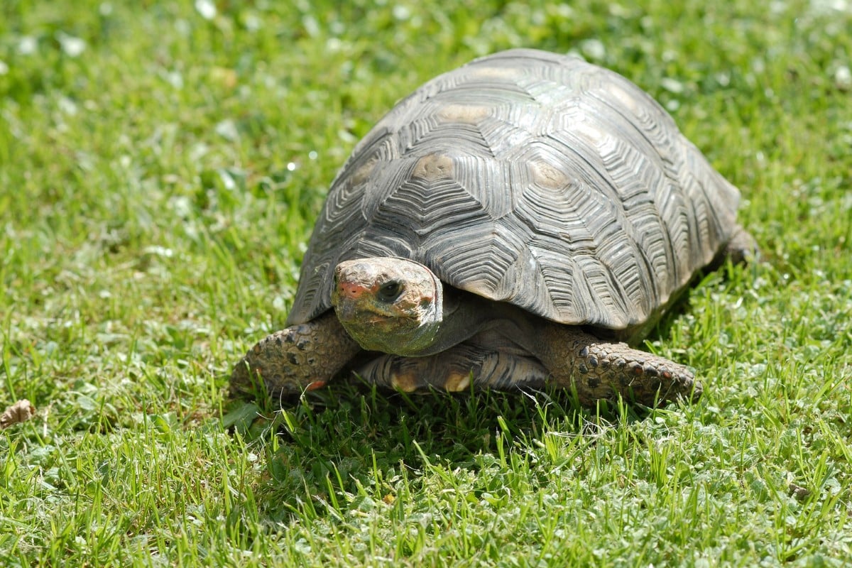 Scopri le tartarughe quando vanno in letargo
