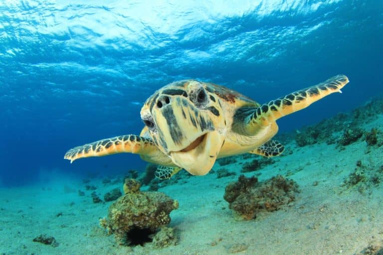 Biodiversità Importanza dei rettili