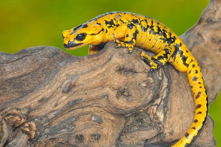 Leggende sulle salamandre