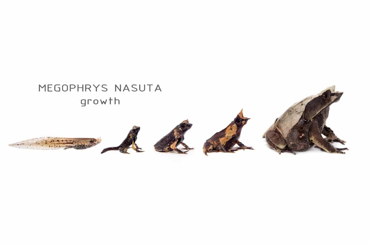 Pelobatrachus nasutus