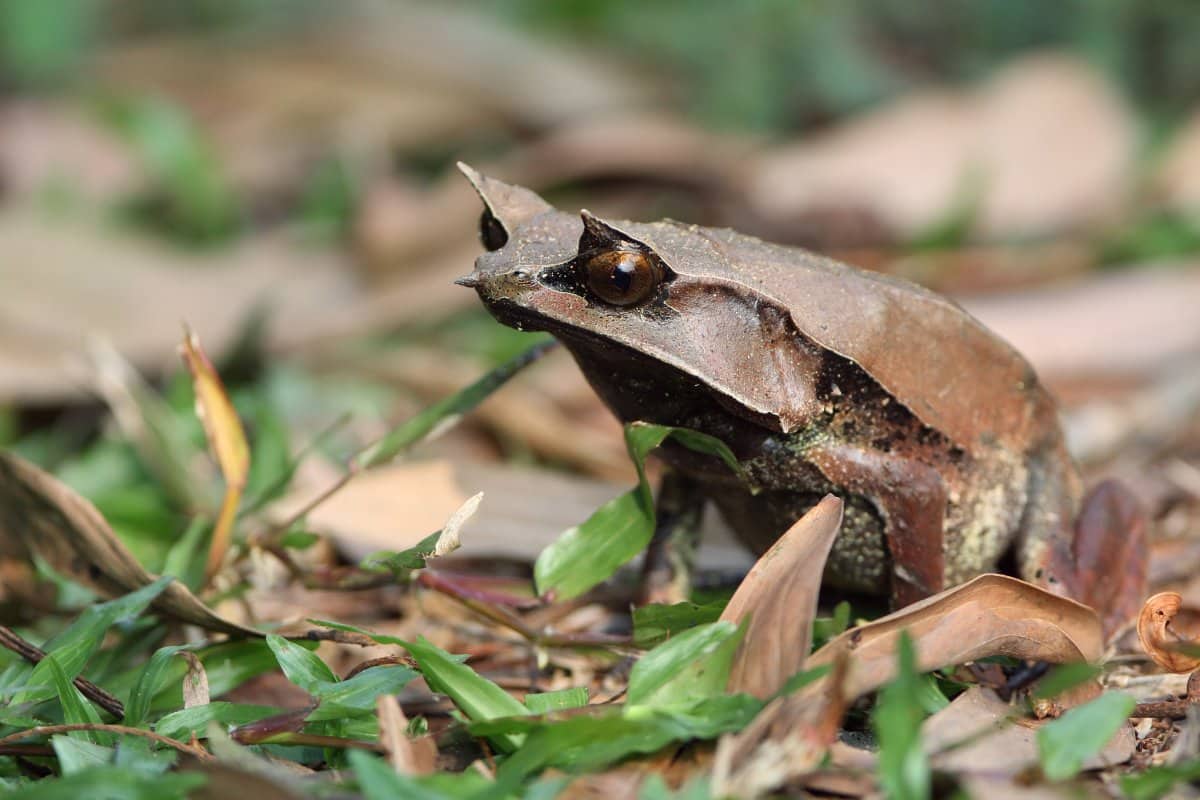 pelobatrachus nasutus rana nasuta