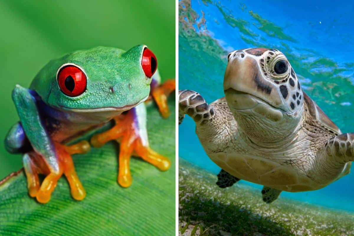 Fiabe con anfibi e rettili