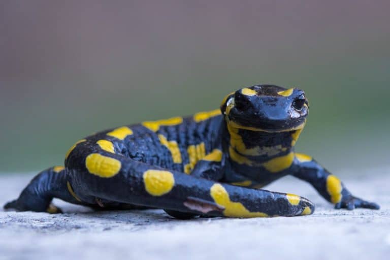 La salamandra pezzata