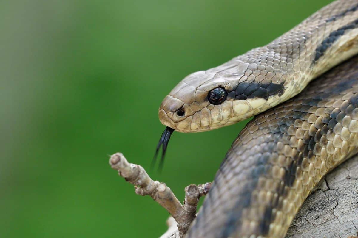 caratteristiche del serpente cervone