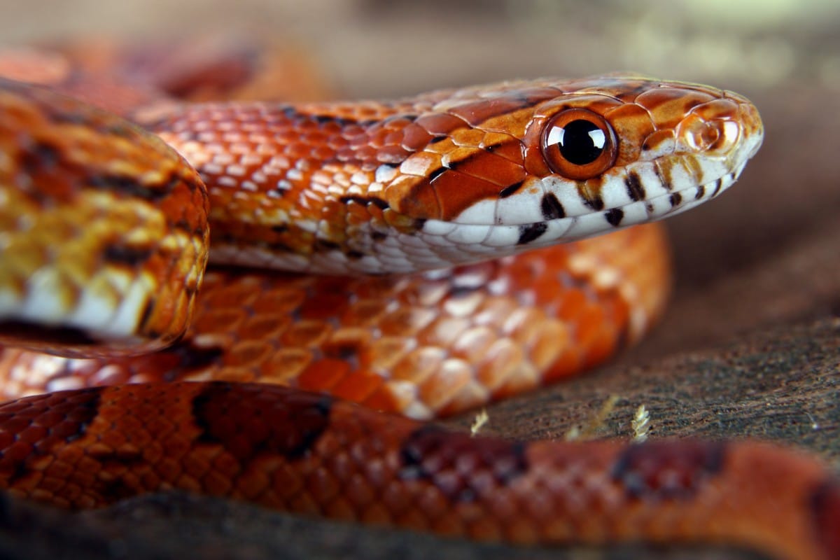 caratteristiche del serpente del grano