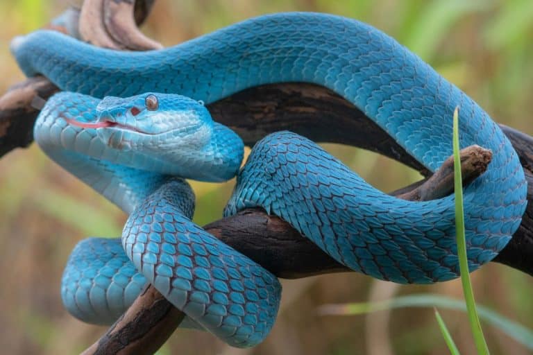 Ruoli più spaventosi dei serpenti nei film