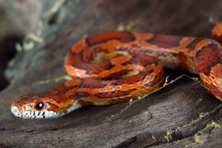 Caratteristiche dei serpenti del grano
