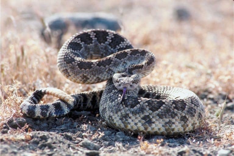 Il serpente a sonagli