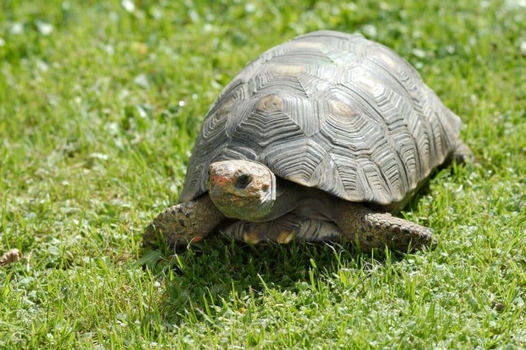 soluzioni tartaruga guscio molle