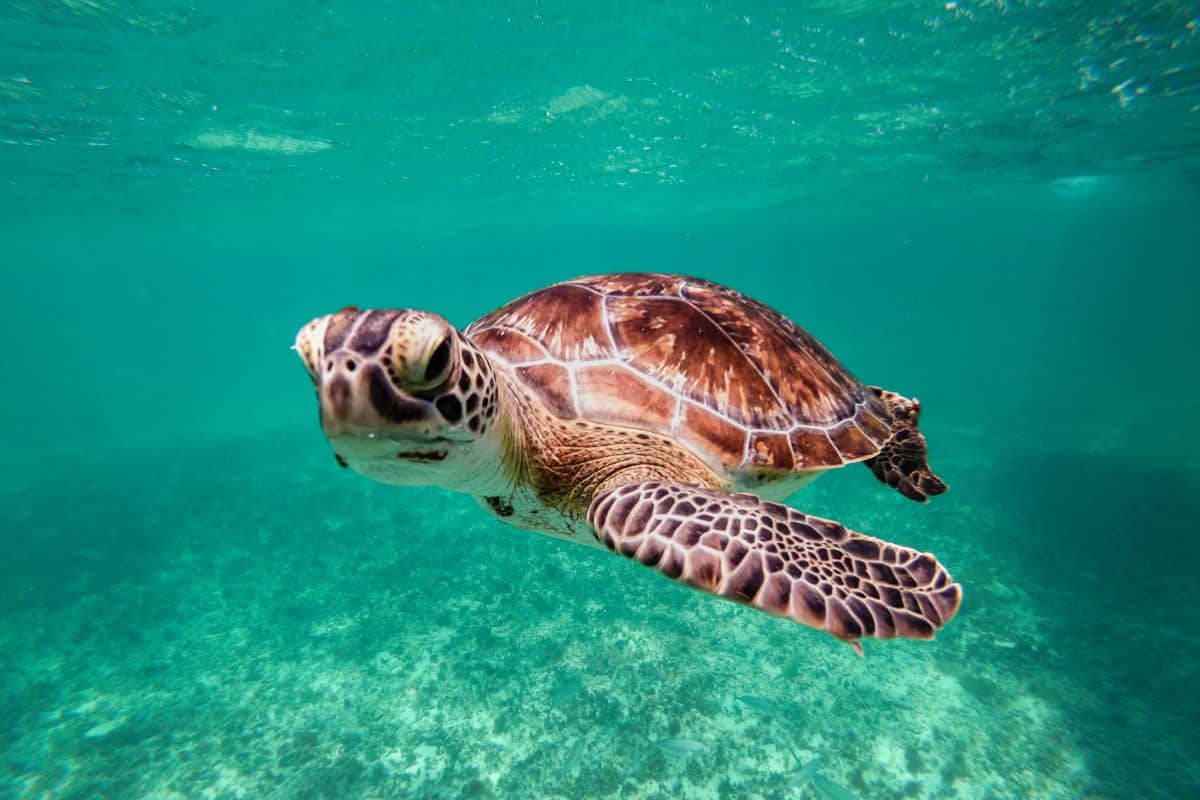 la tartaruga è vertebrato o invertebrato