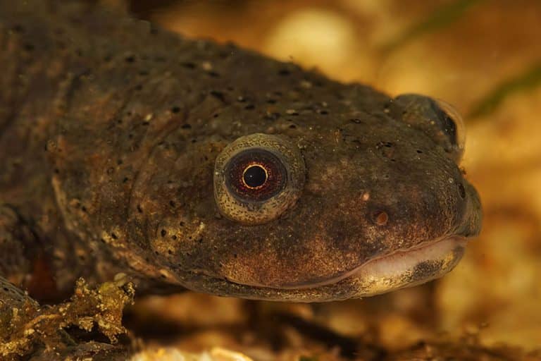 Allevamento tritoni Pleurodeles in casa