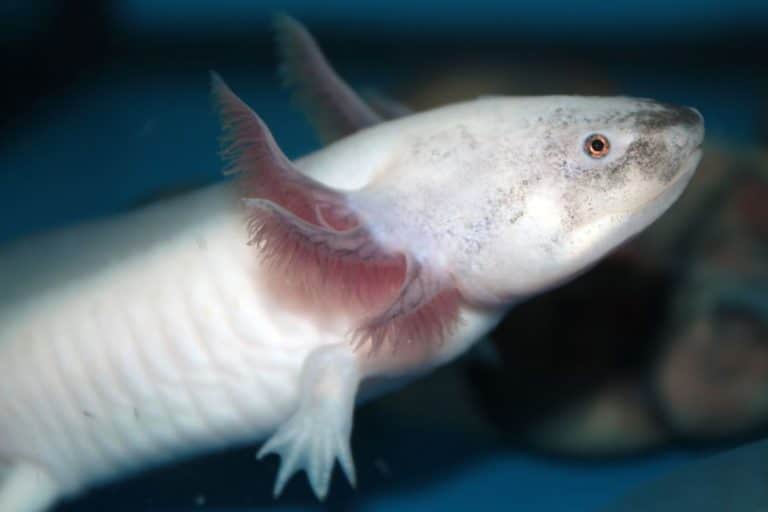 L'axolotl (Ambystoma mexicanum) è un anfibio neotenico originario del Messico