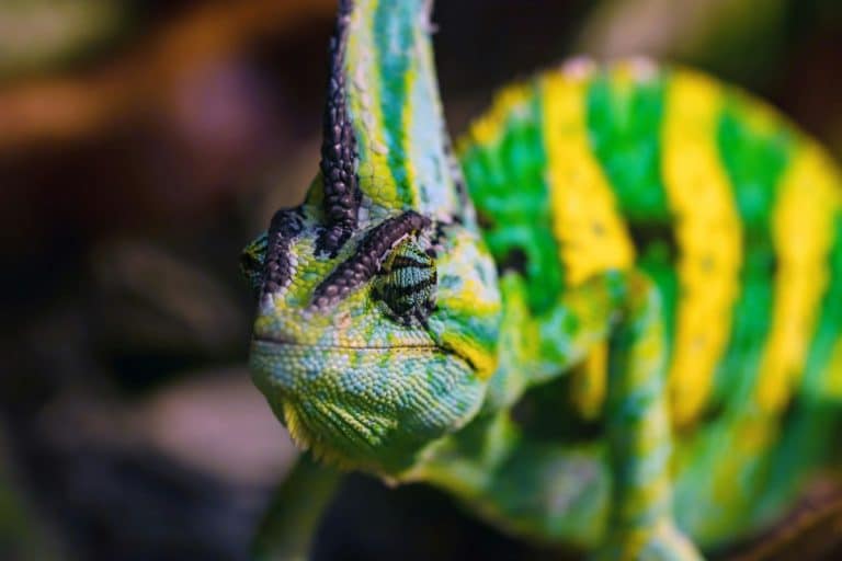 Scopri le migliori specie di camaleonti per la vita in cattività