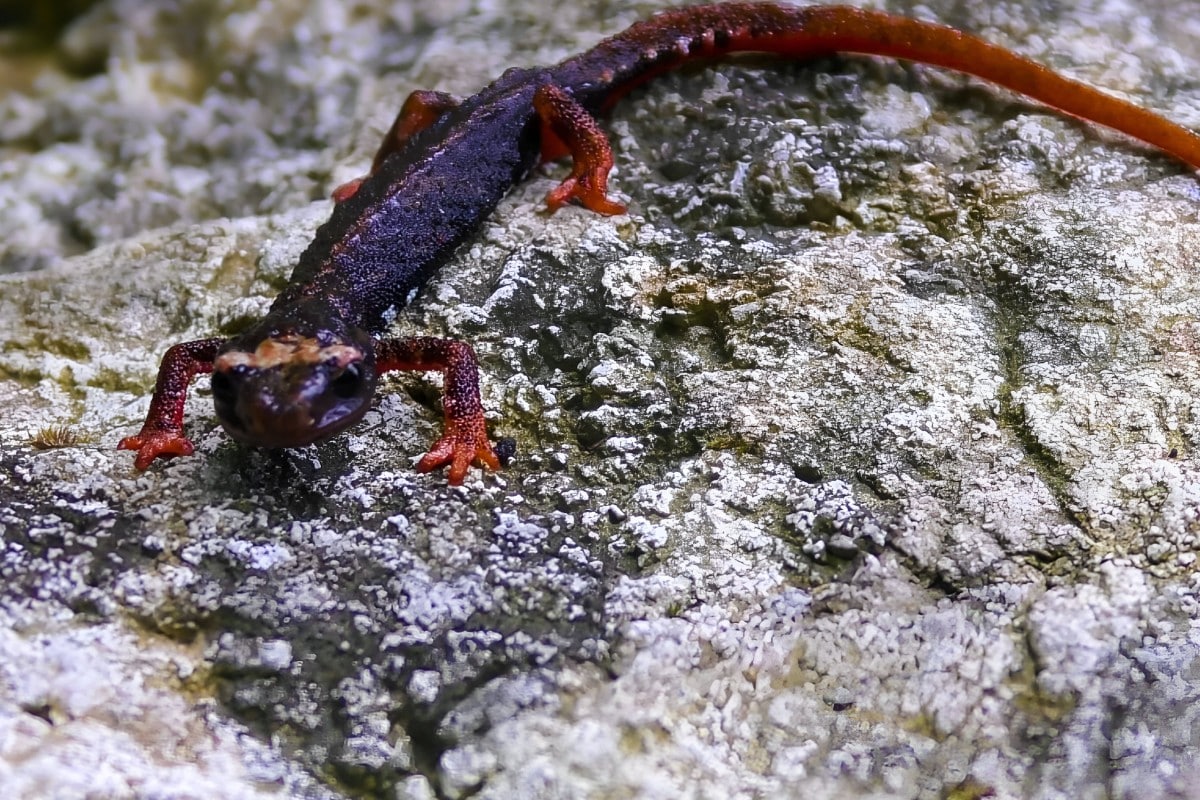 salamandra dagli occhiali
