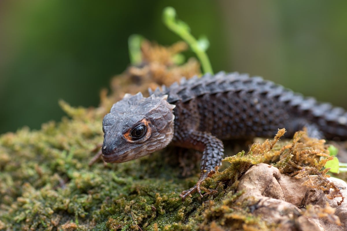scinco coccodrillo