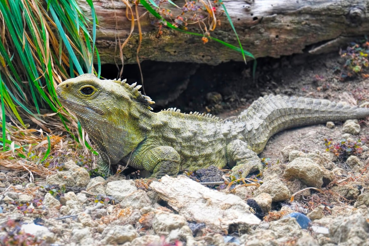 tuatara rettile
